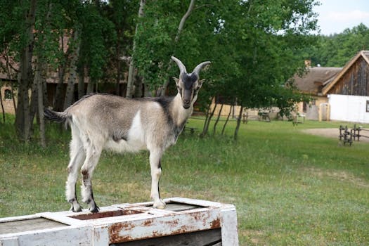 A playful goat standing on an object in a rustic farm setting with greenery.