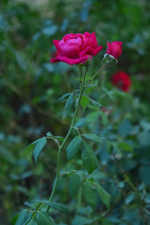 Blooming Red Roses 