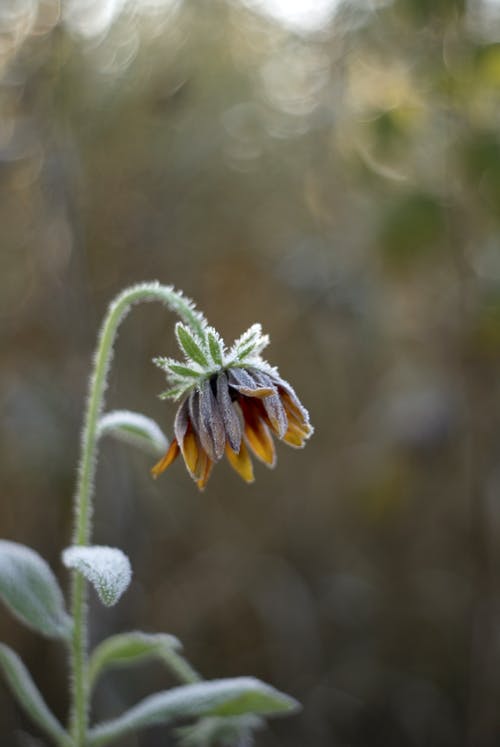 คลังภาพถ่ายฟรี ของ lavander, กลางแจ้ง, กลีบดอก