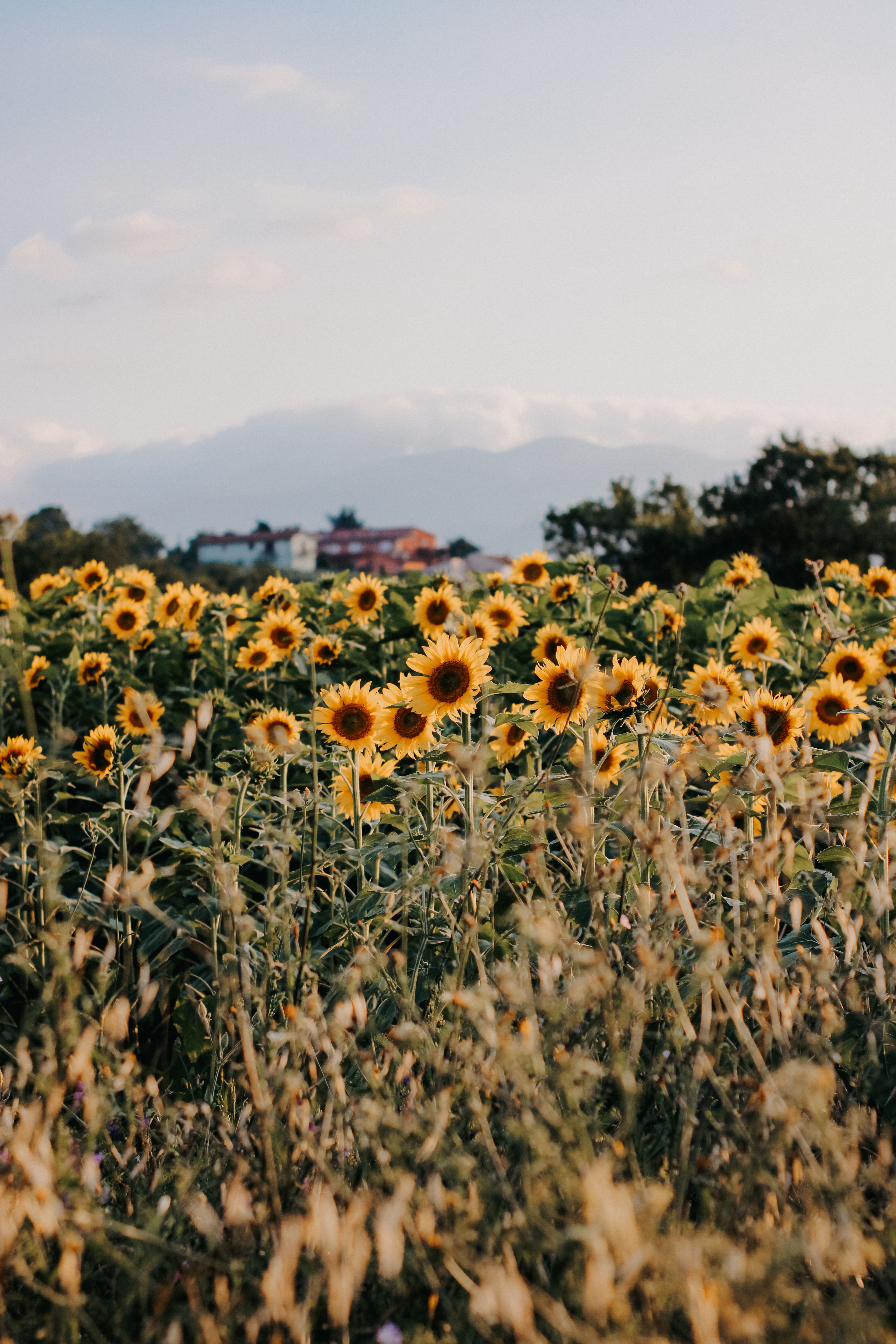 A vibrant sunflower field under a clear blue sky, perfect for nature lovers and countryside enthusiasts.