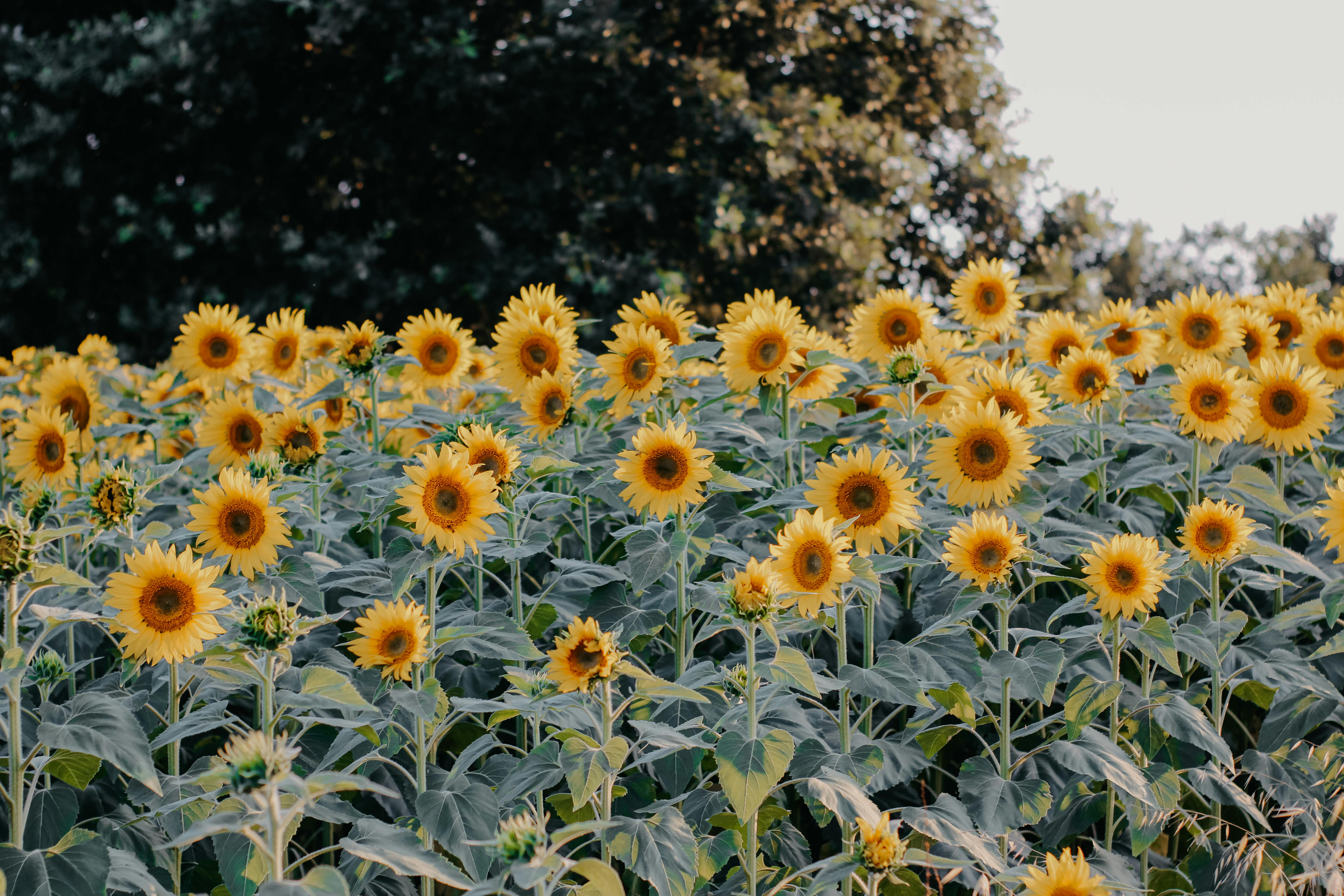 Trending Meme Integration for Rapid Growth