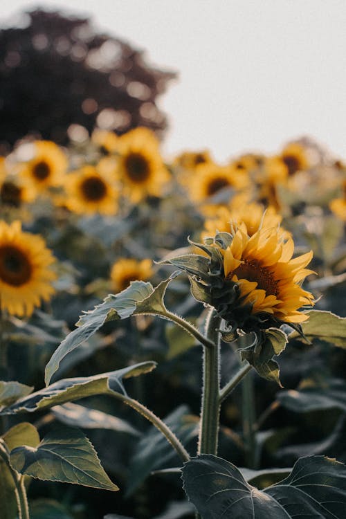 Immagine gratuita di abbondanza, avvicinamento, campo