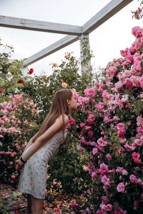 Free Young woman in white dress smelling vibrant pink roses in a lush garden setting. Stock Photo