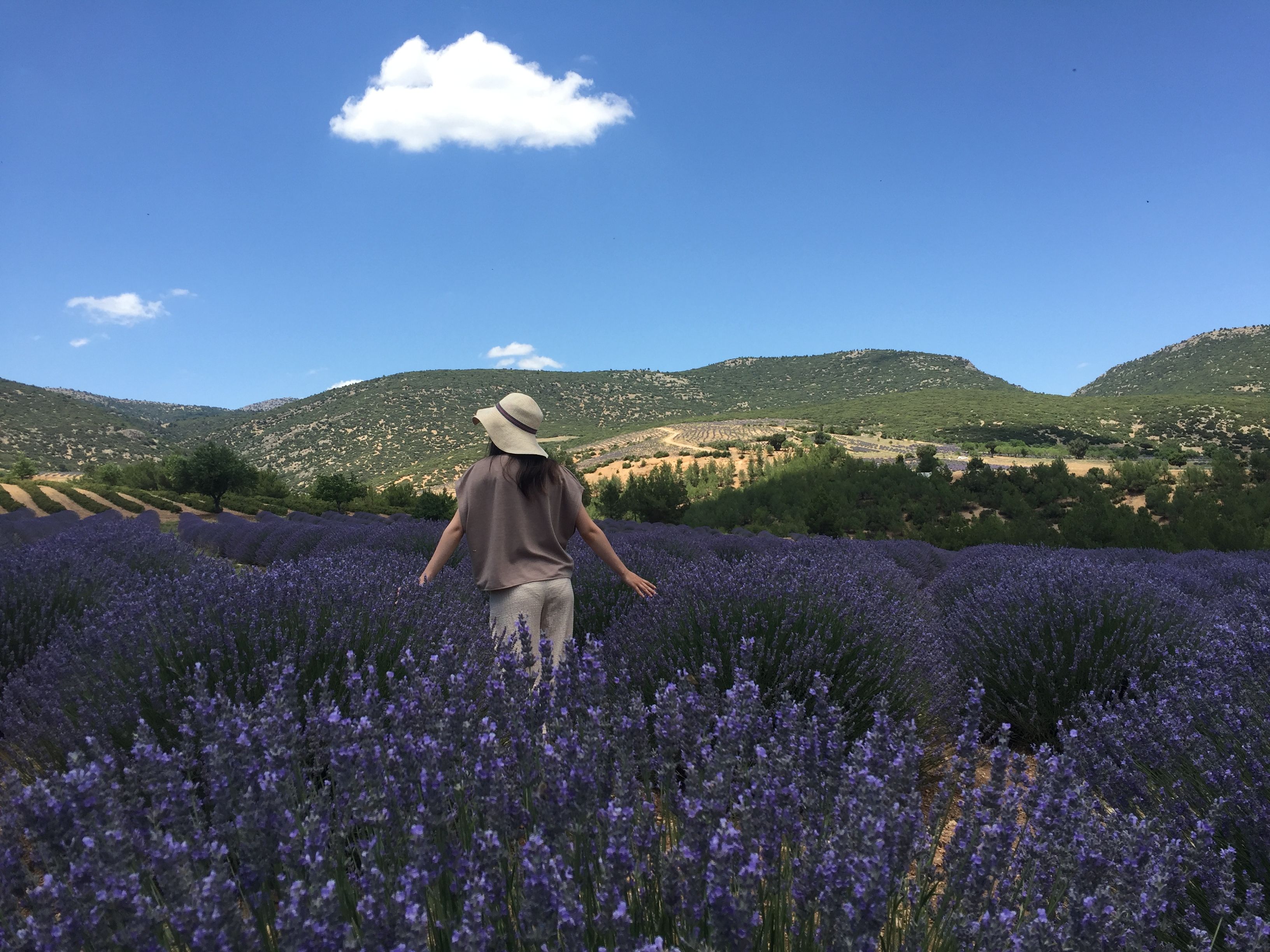 A Woman Walking Through the Lavender Field · Free Stock Photo