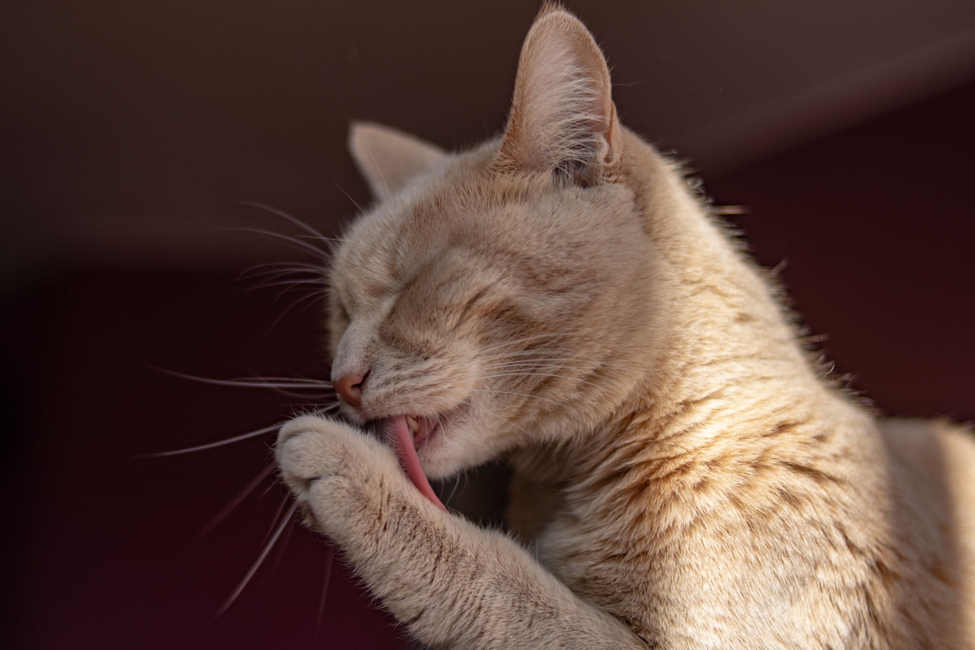 Cat Cleaning Paw