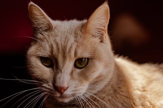 A serene close-up portrait of a domestic cat with soft lighting highlighting its fur.