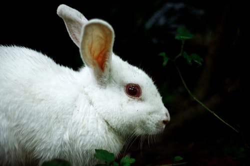 คลังภาพถ่ายฟรี ของ การถ่ายภาพสัตว์, ขาว, ลูกกระต่าย
