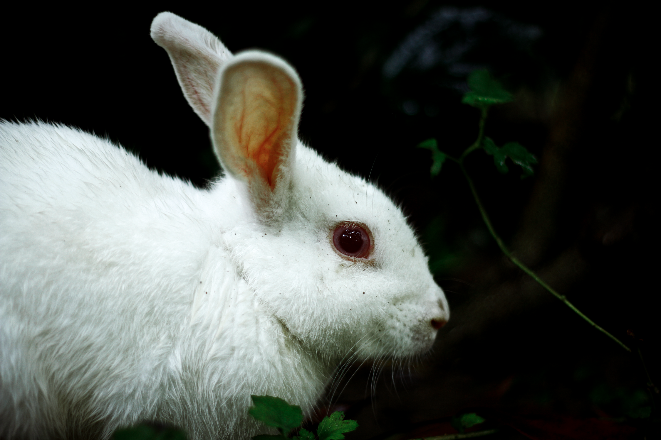 Closeup of a White Rabbit · Free Stock Photo