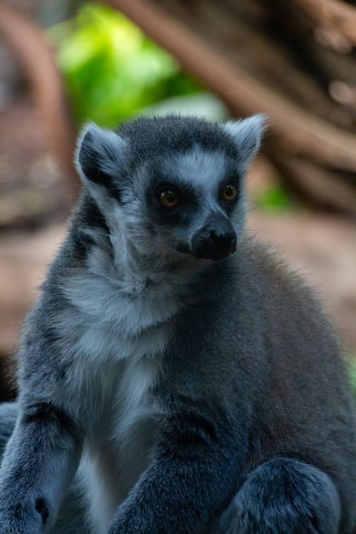 Free A detailed close-up of a lemur sitting in its natural habitat, showcasing its striking eyes. Stock Photo