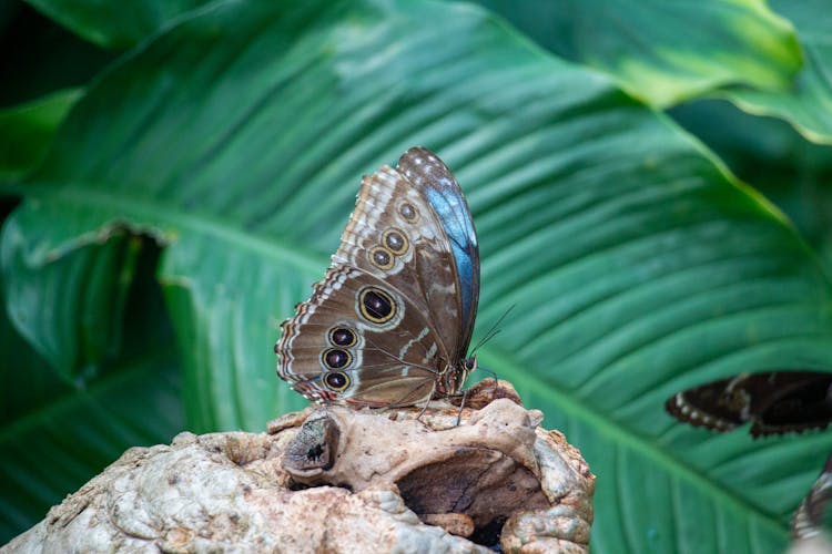 Emperor Butterfly With Folded Wings