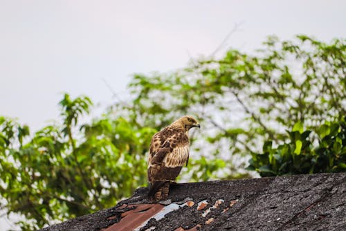 Eagle on Building Roof