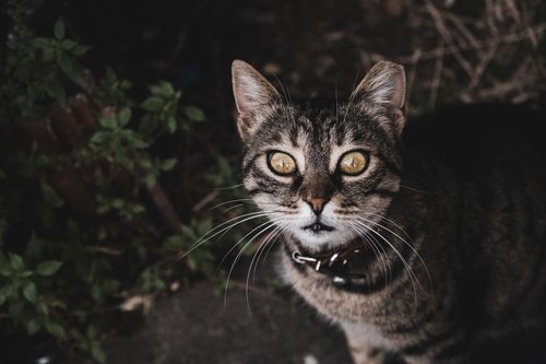 Free A curious tabby cat with striking yellow eyes and prominent whiskers, captured outdoors in Istanbul, Turkey. Stock Photo