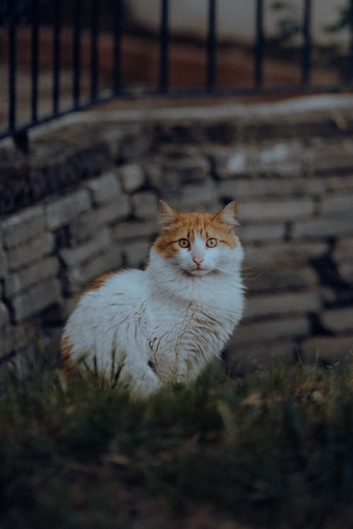 Gratis arkivbilde med dyrefotografering, ingefær og hvit, katt