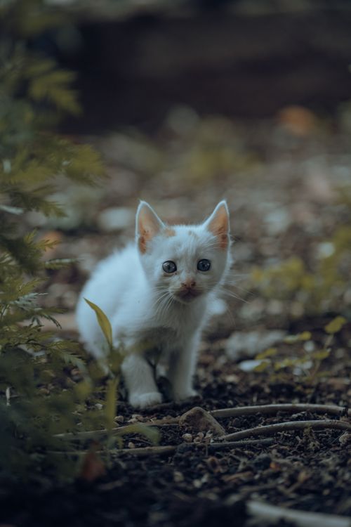 Free Charming white kitten exploring a garden, capturing the essence of curiosity and innocence. Stock Photo