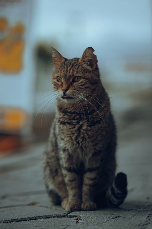 Free A tabby cat sits on a cobblestone path, outdoors, with focused gaze. Stock Photo