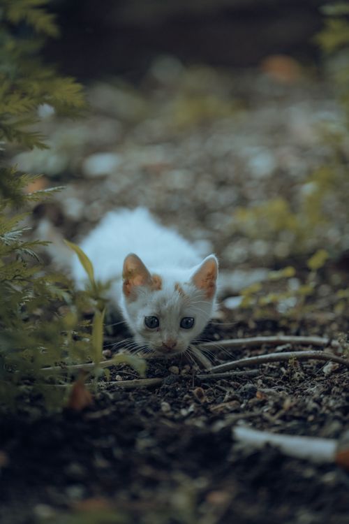 Free A cute white kitten curiously exploring amidst garden plants, displaying natural curiosity and innocence. Stock Photo