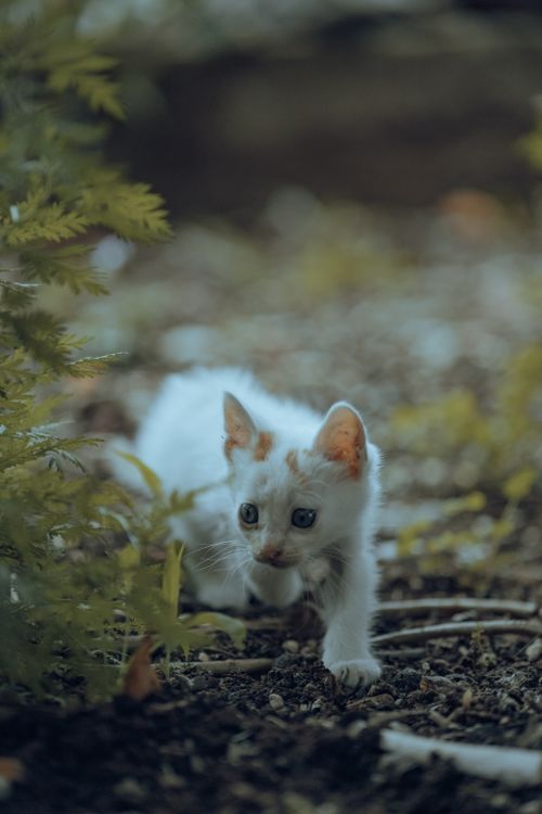 Free A cute white kitten exploring grassy ground, perfect for pet lovers. Stock Photo