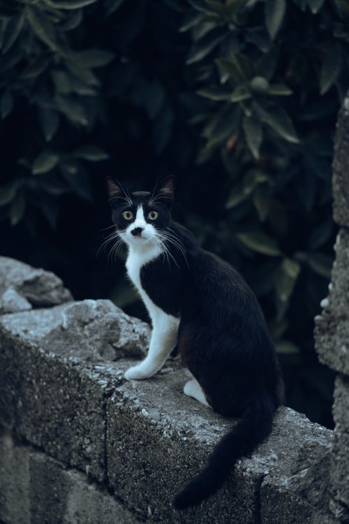 Free A curious black and white cat sitting on a stone wall surrounded by greenery. Perfect for pet lovers. Stock Photo