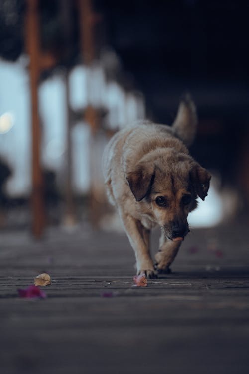 A Dog Walking on the Street