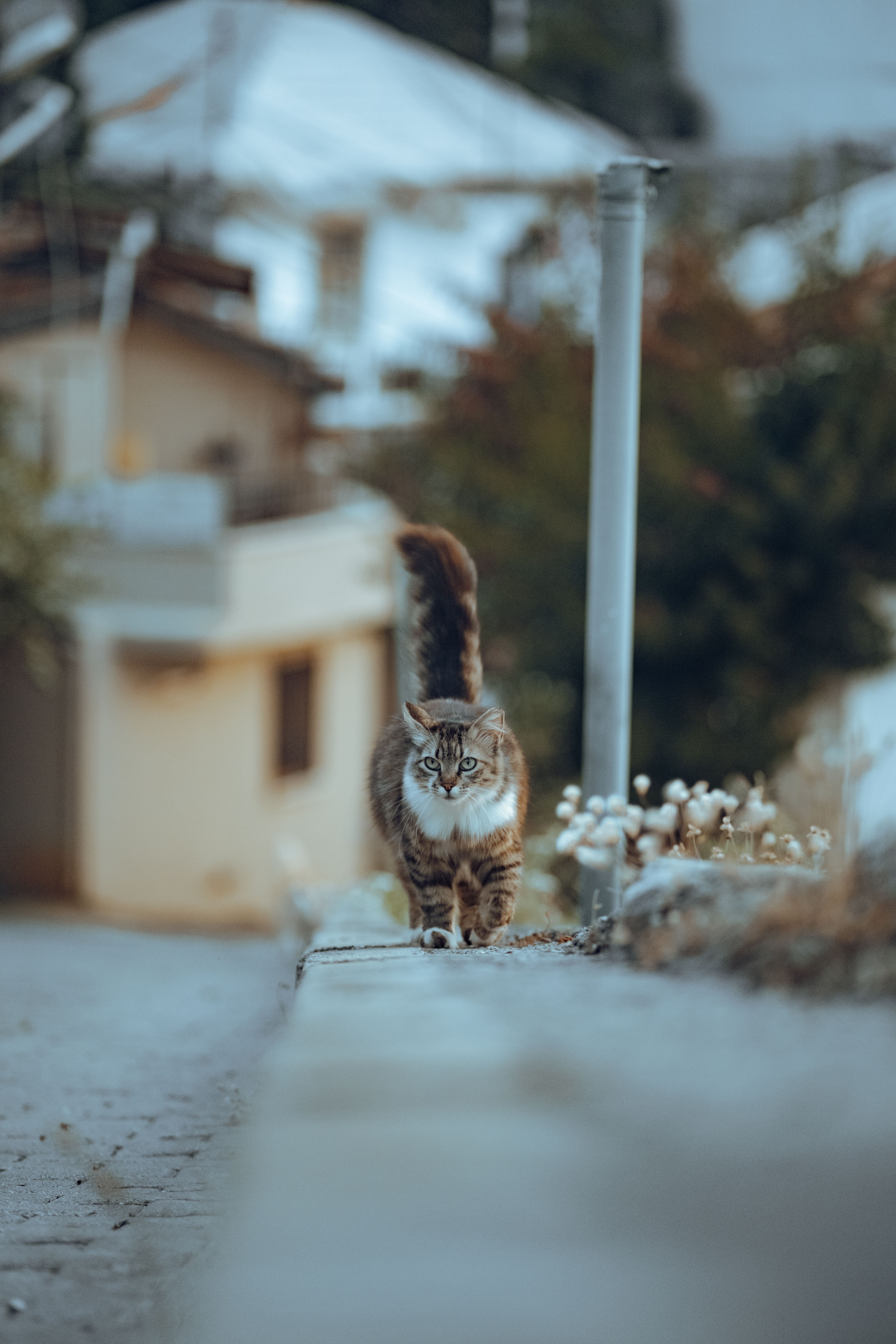 Cat Walking on Pavement · Free Stock Photo