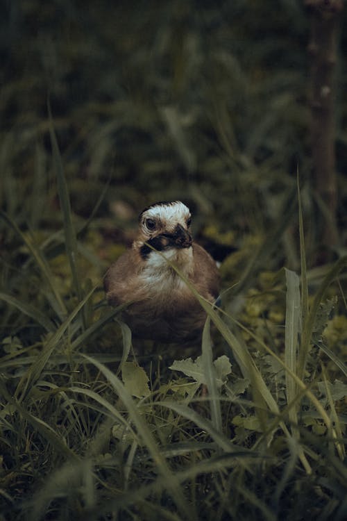 Základová fotografie zdarma na téma detail, eurasian jay, fotografie divoké přírody