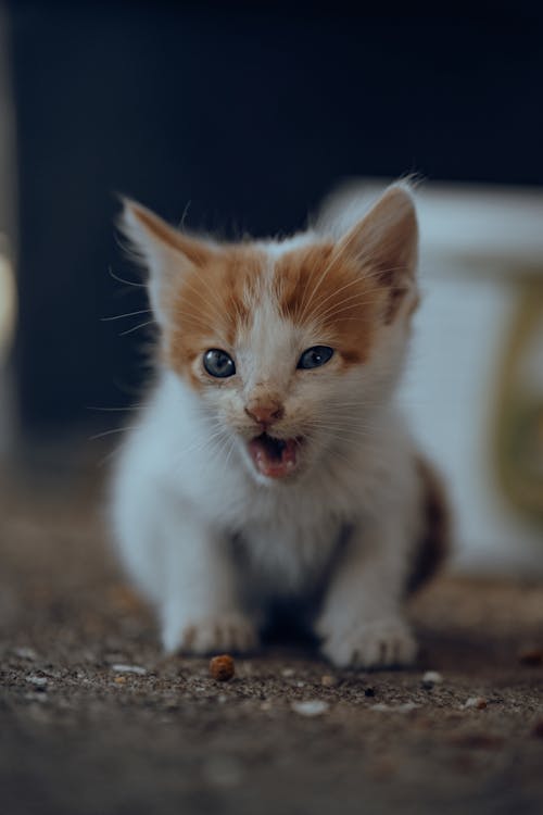 Imagine de stoc gratuită din adorabil, animal de casă, animal domestic