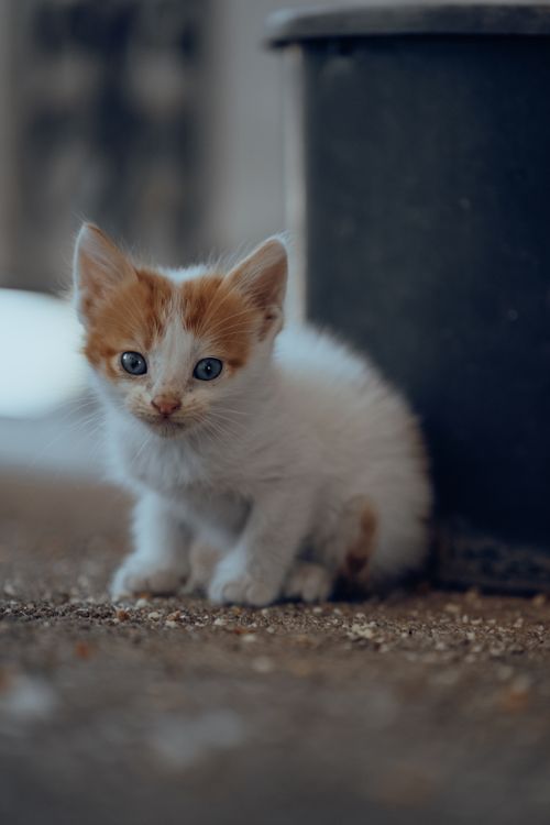 Free Close-up of a cute white and orange kitten seated indoors next to a pot. Stock Photo