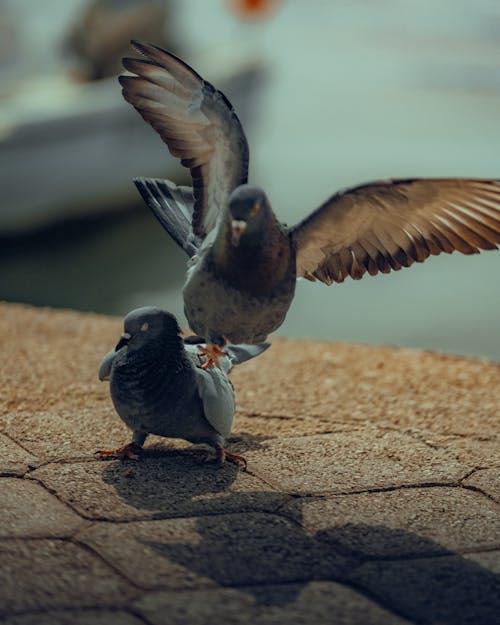 動物の写真, 垂直ショット, 壁の無料の写真素材