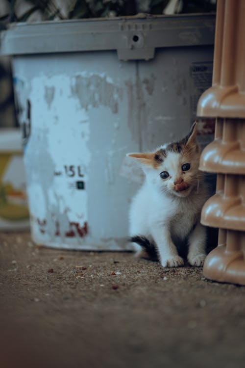 Close up of Kitten