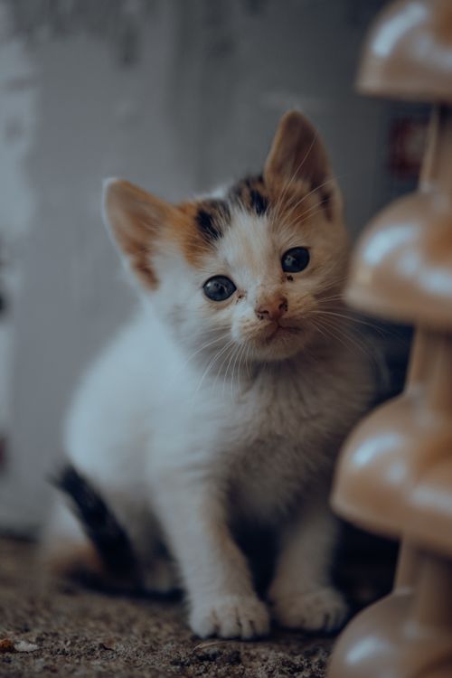 Free Adorable calico kitten sitting calmly indoors, perfect for pet lovers. Stock Photo