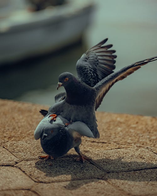 ハト, 動物の写真, 垂直ショットの無料の写真素材