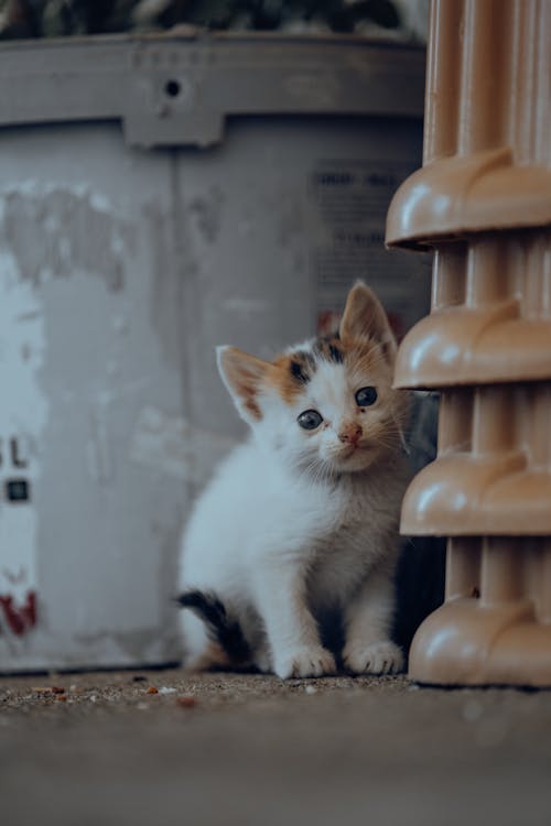 Close up of White Kitten