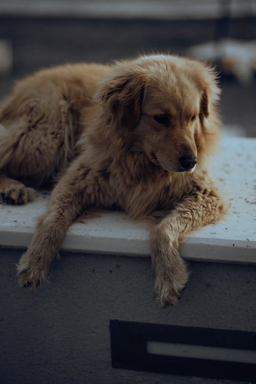 Golden Retriever Lying Down