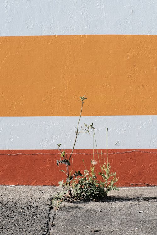 Plant on Sidewalk near Wall