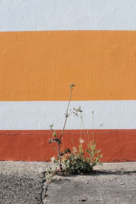 A small plant grows on a sunlit sidewalk against a vibrant striped wall. Urban nature.