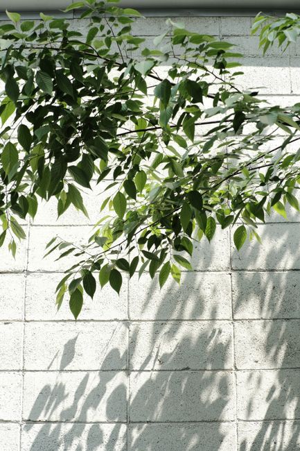 A serene close-up of green leaves casting shadows against a white concrete wall, creating a textured and calming background.