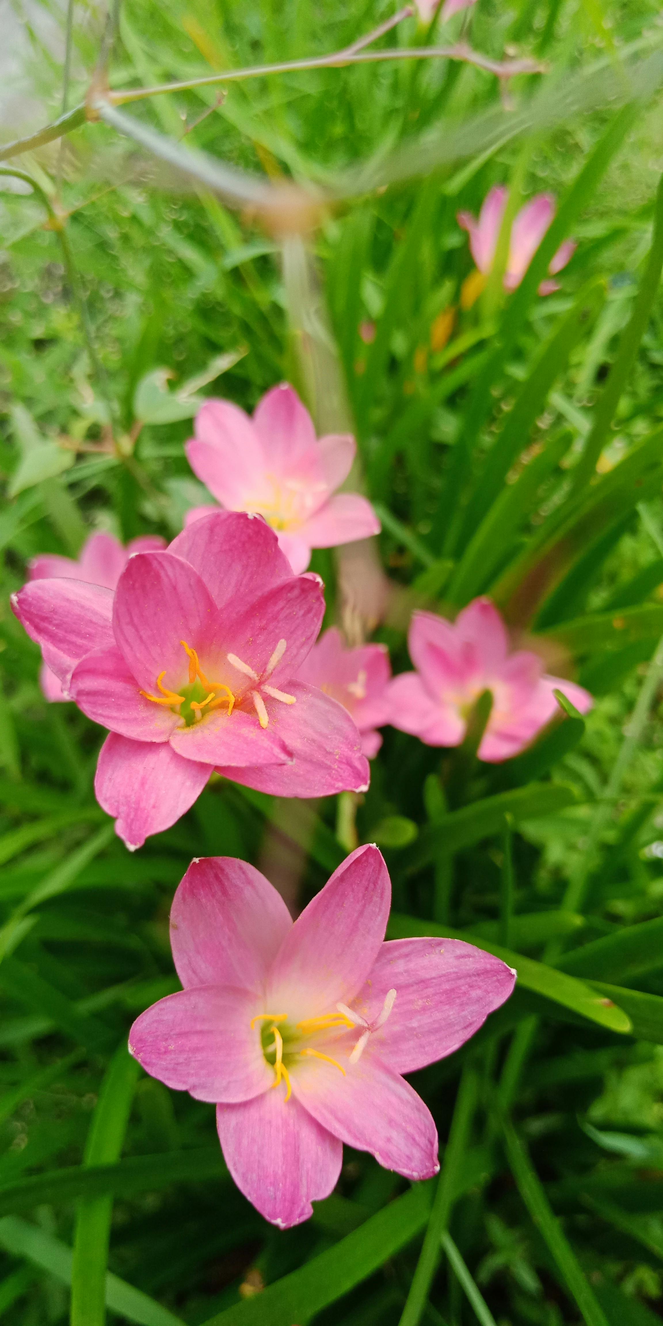 Foto Stok Gratis Tentang Bunga Yang Indah