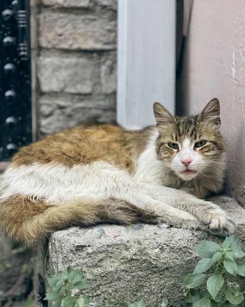 Free A close-up of a weary cat lying on a stone wall, exuding calm outdoors. Stock Photo