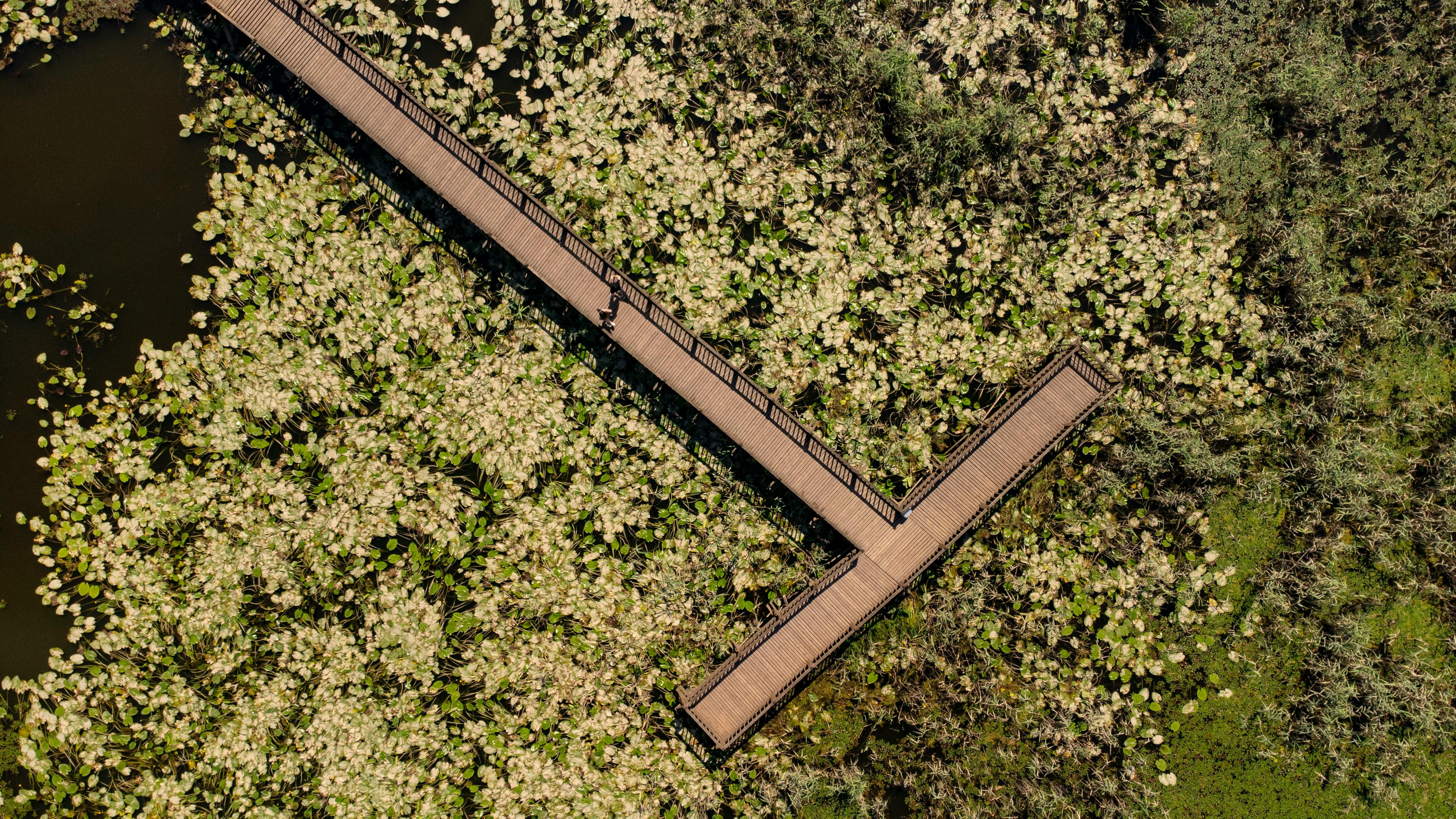 bezplatná Základová fotografie zdarma na téma Asie, botanický, bylinných rostlin Základová fotografie