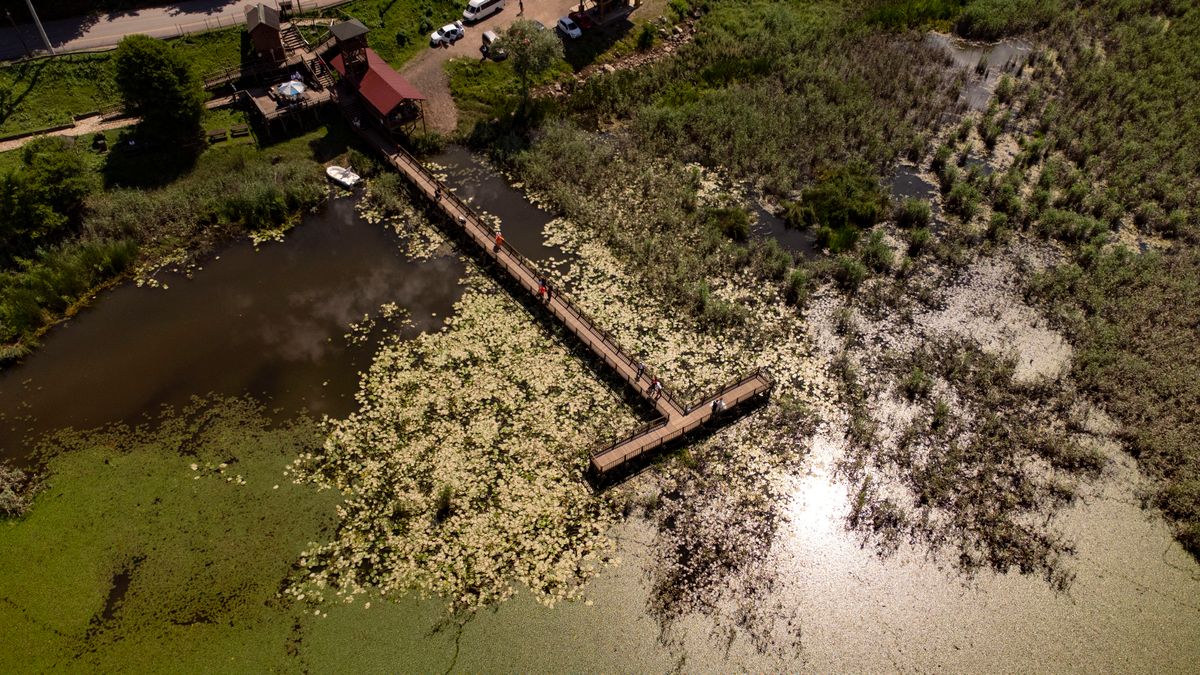 Nuferi și plante în jurul unui ponton însorit