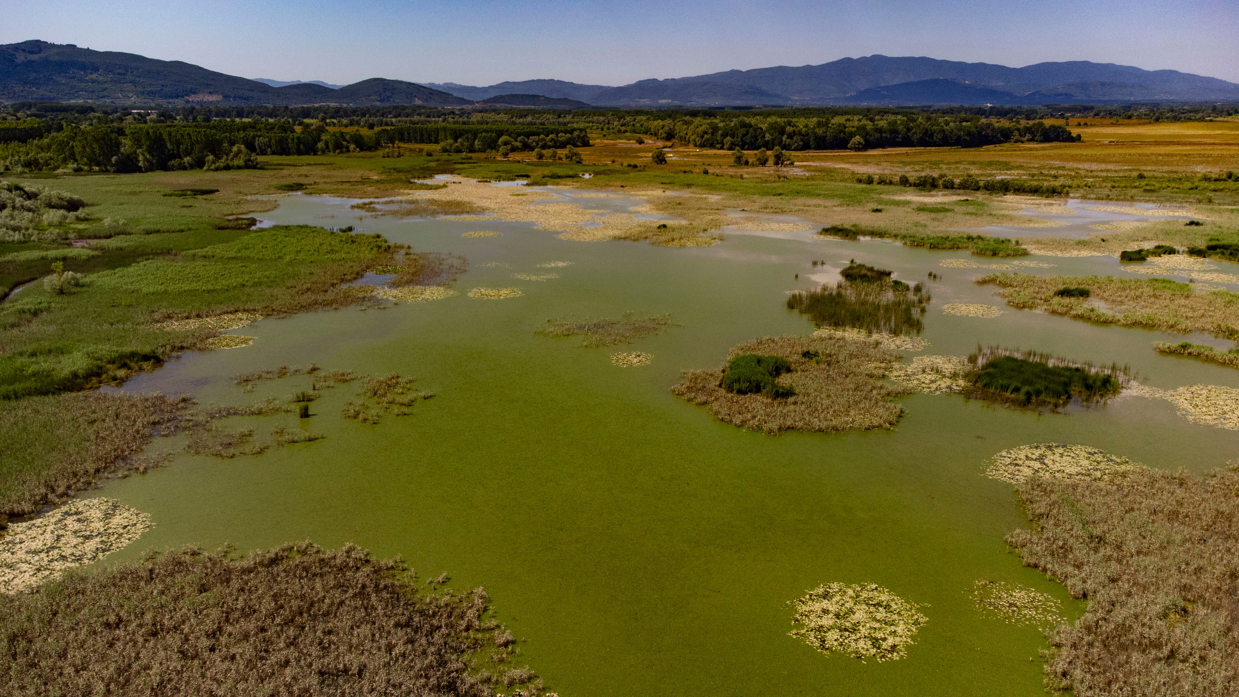 Panneau de fermeture devant le Marais d'Annay-sous-Lens en raison du risque de cyanobactéries toxiques, avec un chien tenu en laisse à distance de l'eau