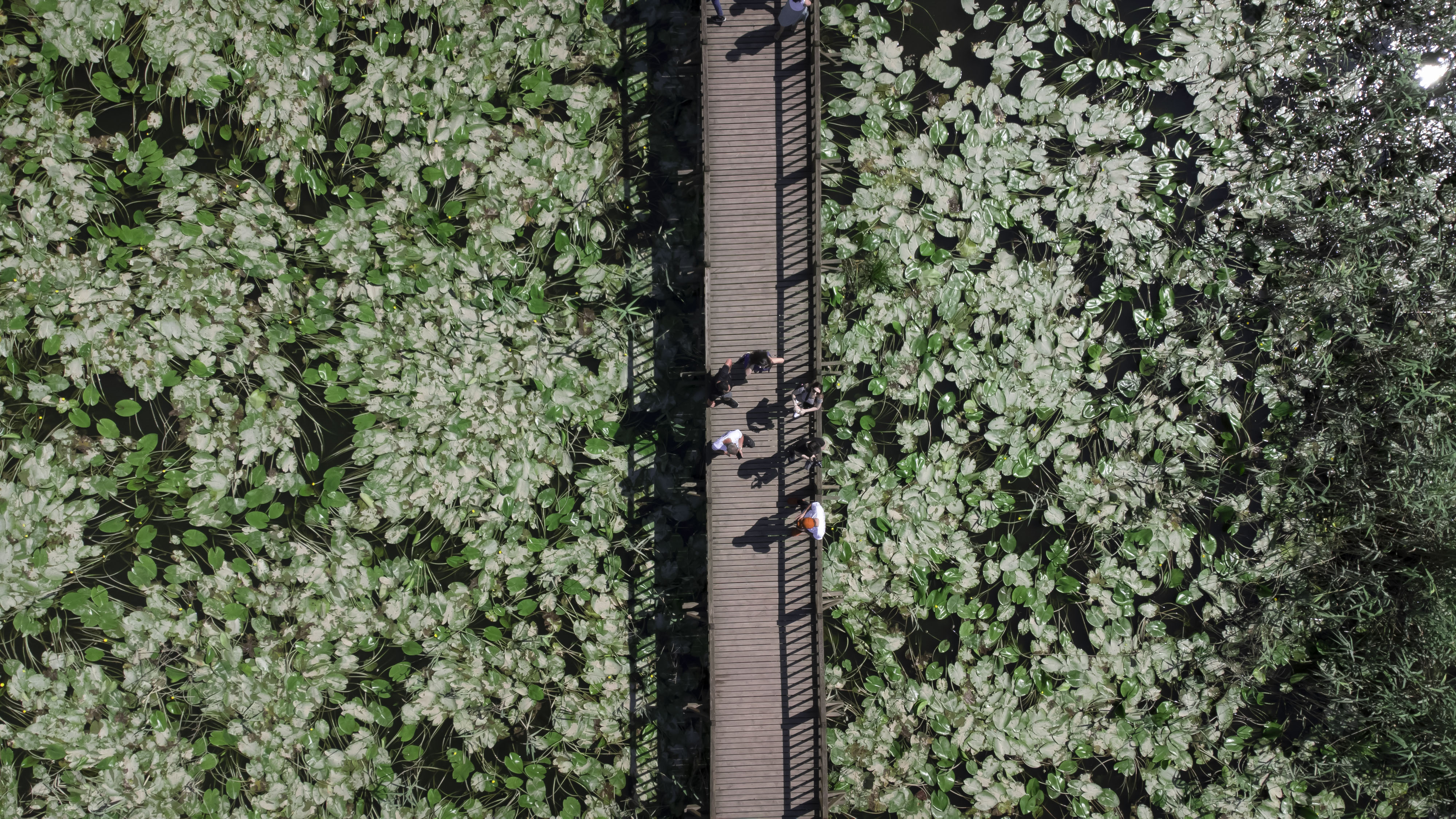 Policy Brief: Outdoor Recreation and Public Health — Photo by Kenan Turguç on Pexels