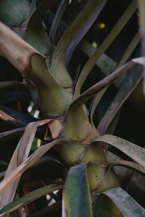 Základová fotografie zdarma na téma detail, příroda, rostlina