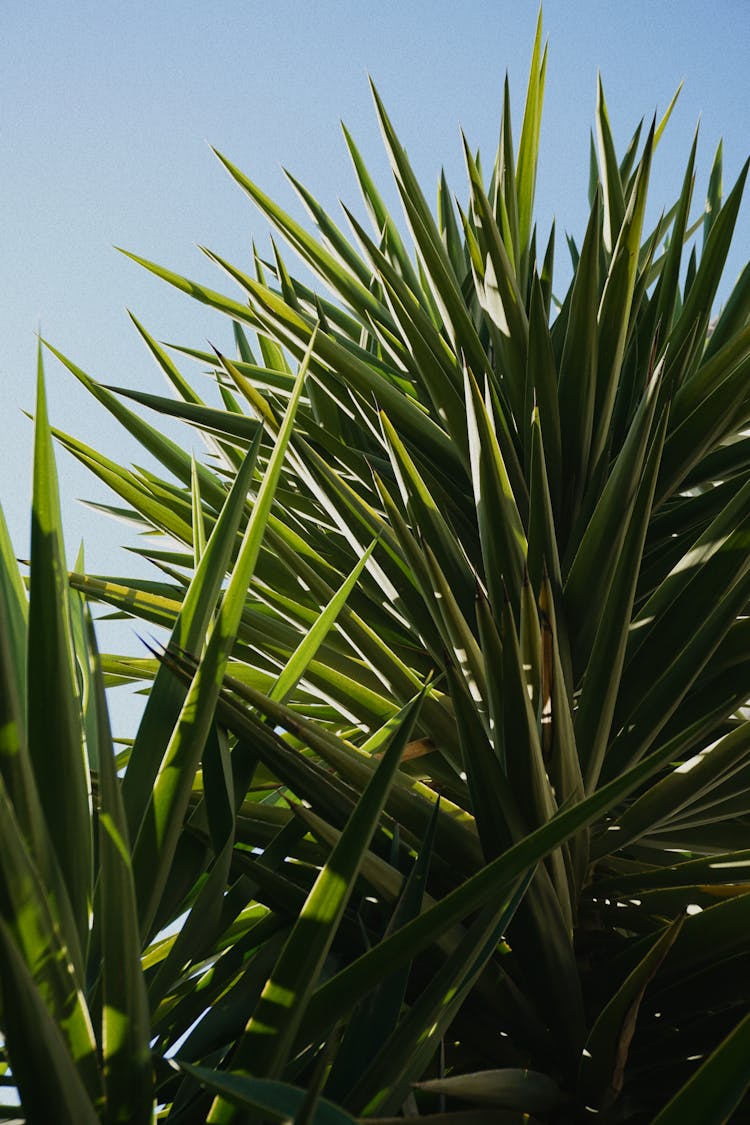 Long Leaves Of Bushes