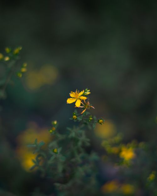 Free Vibrant yellow flower in Istanbul's lush garden, showcasing natural beauty. Stock Photo