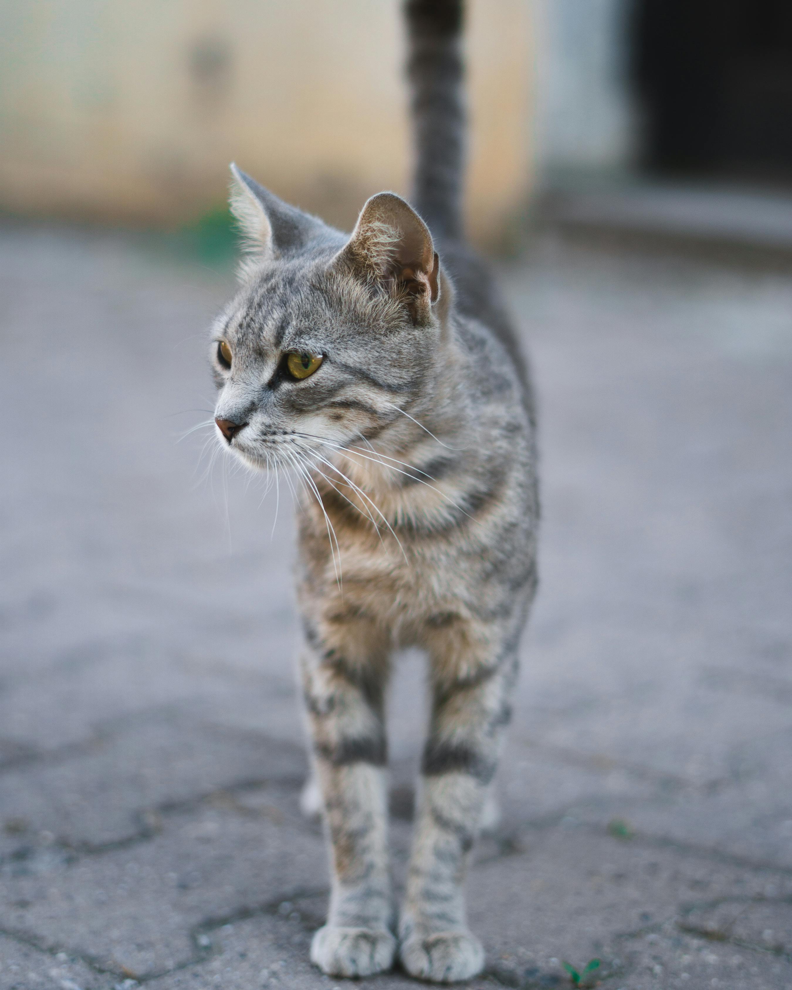 Cat Head in Hole in Wall · Free Stock Photo