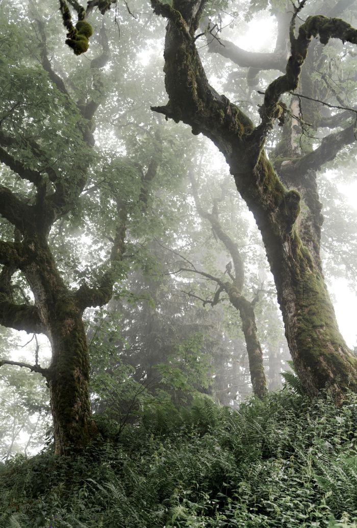 Misty forest