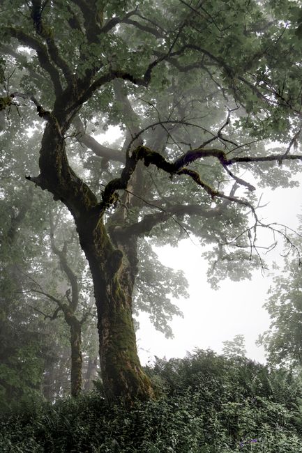 Fotomural Un sereno bosque brumoso con un árbol prominente cubierto de musgo, creando una atmósfera mística.