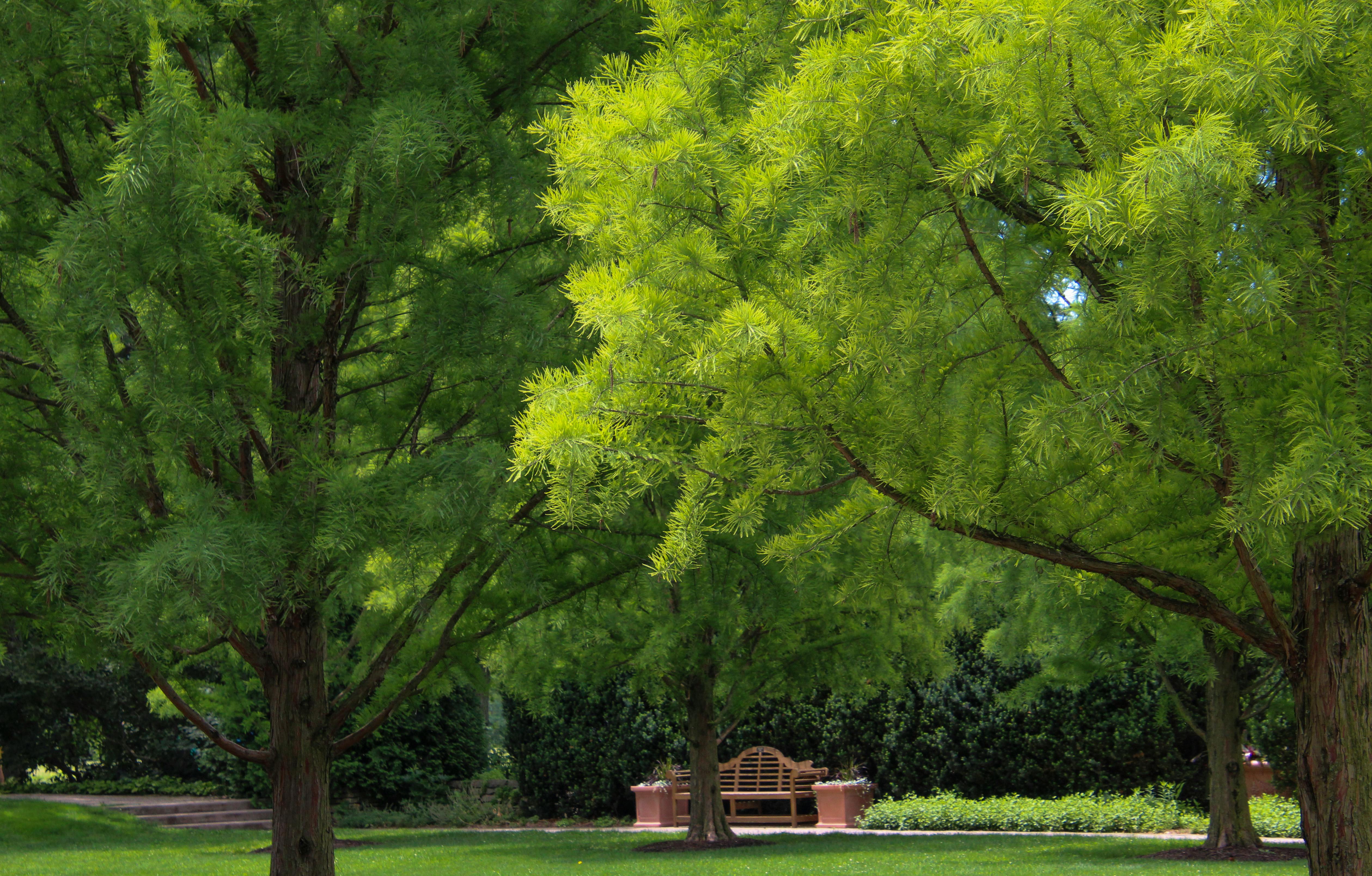 Lush urban park greenery absorbing pollutants for better air and cooler temperatures