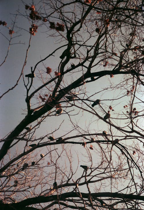 Darmowe zdjęcie z galerii z drzewo, dzika przyroda, nagi